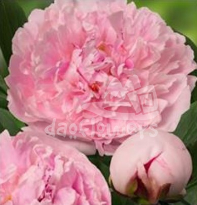 Reine Hortense
