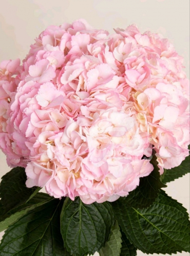 Candy Pink PNT