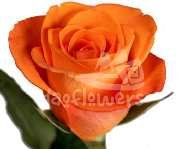 simply orange