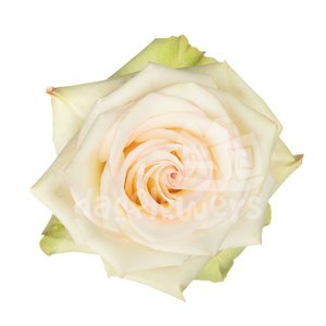diamond blush