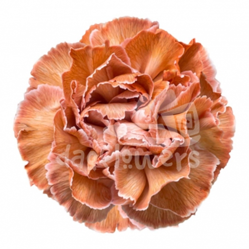 Brown Molly PNT