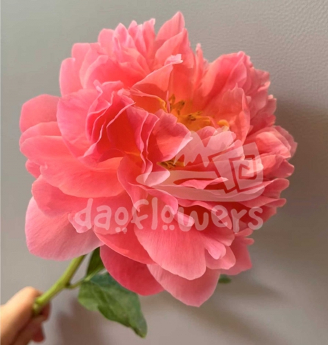 Coral Pink Hawaiian