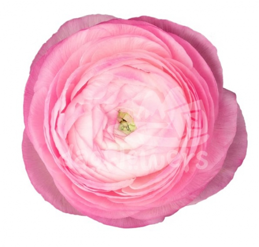 elegance light pink