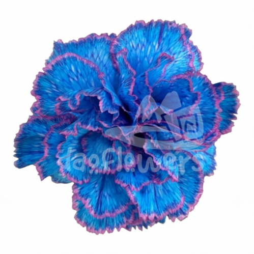 Bic Blue PNT