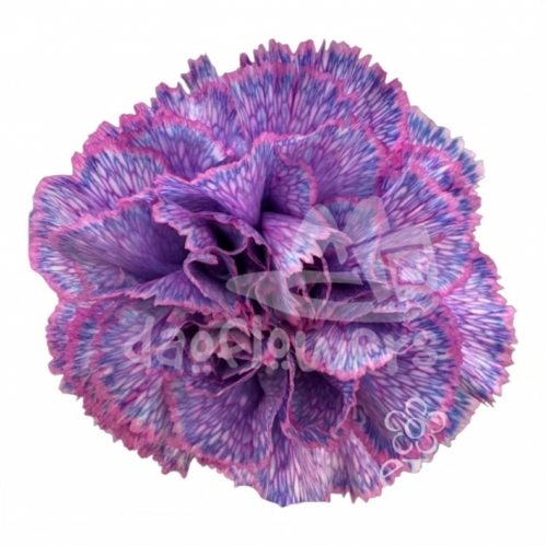Bic Lavender PNT