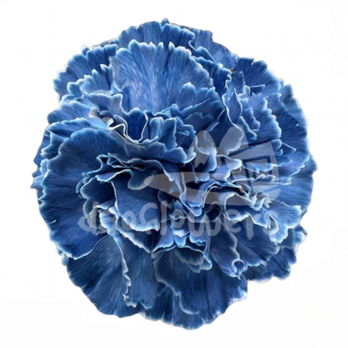 Bunny Dark Blue PNT