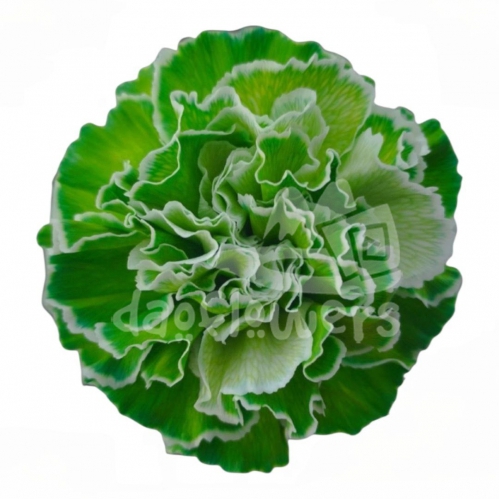 Dark Green PNT