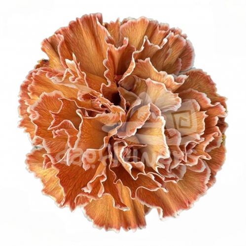 Dark Orange PNT
