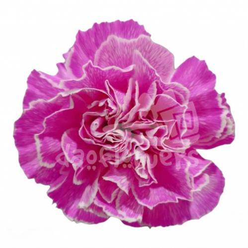Hot Pink PNT