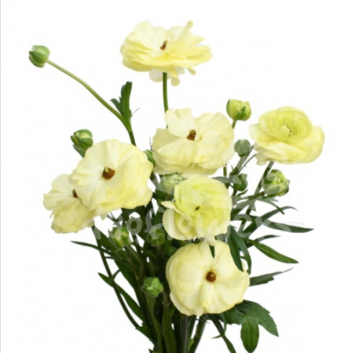 moderna Limoncello