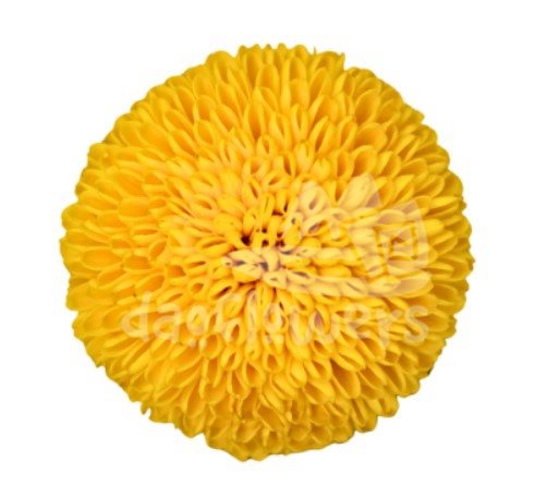 Yellow Cap