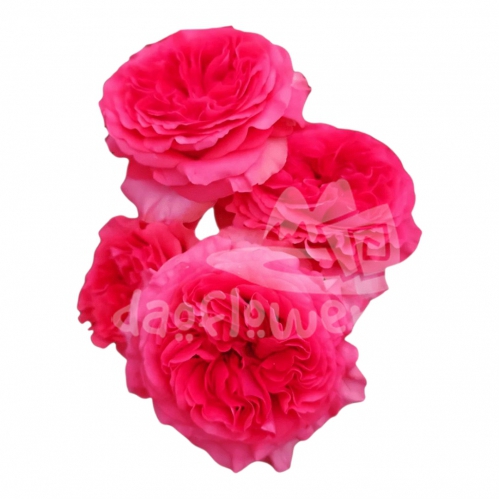 ruby elegance*