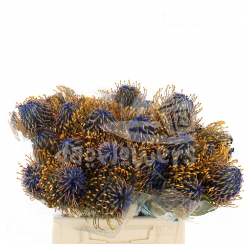 Jelena Blue PNT