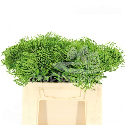 Jelena Green PNT