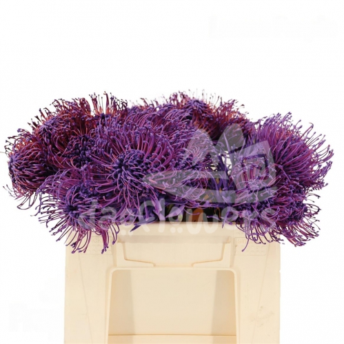 Jelena Purple PNT