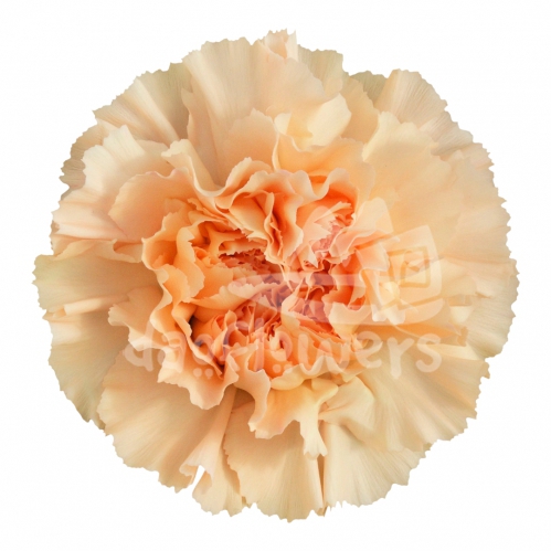 Monnalisa Orange