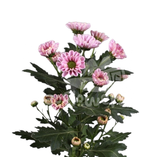 Rossi Pink