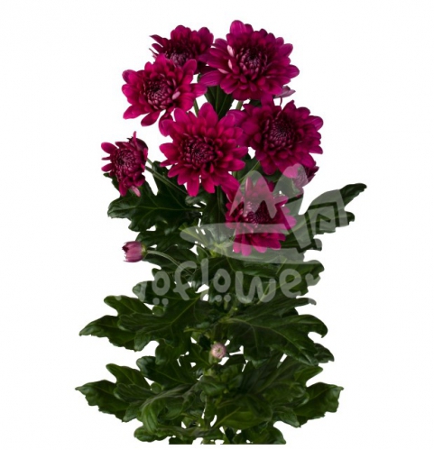 Lamira spray