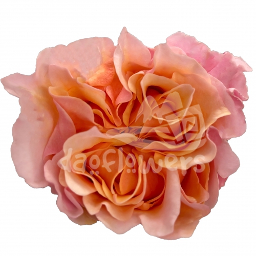 mayras peach