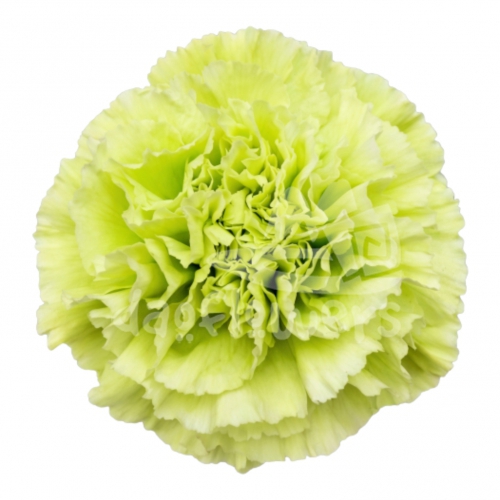 Midori