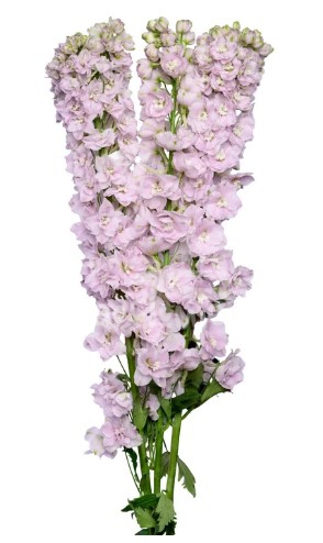 Pink Spikjer