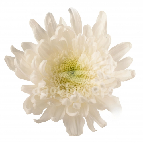 Gala White
