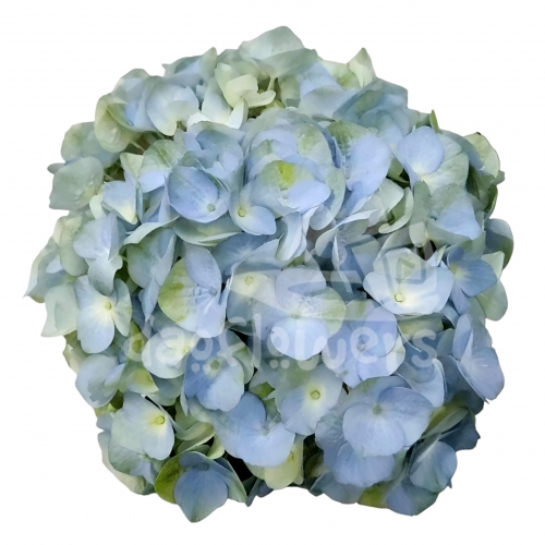 Alondra Blue dutch