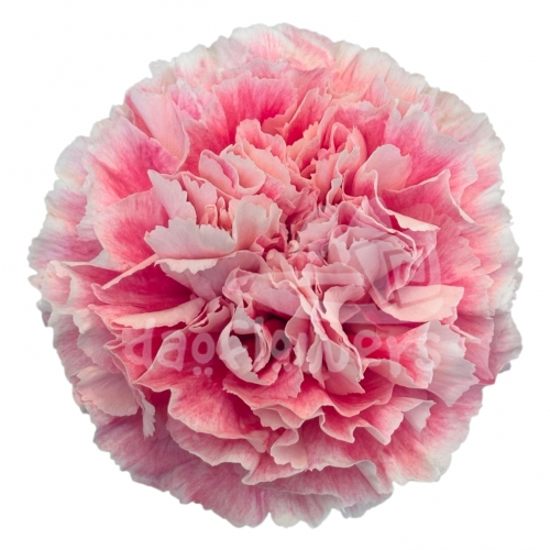 Merletto Rosa
