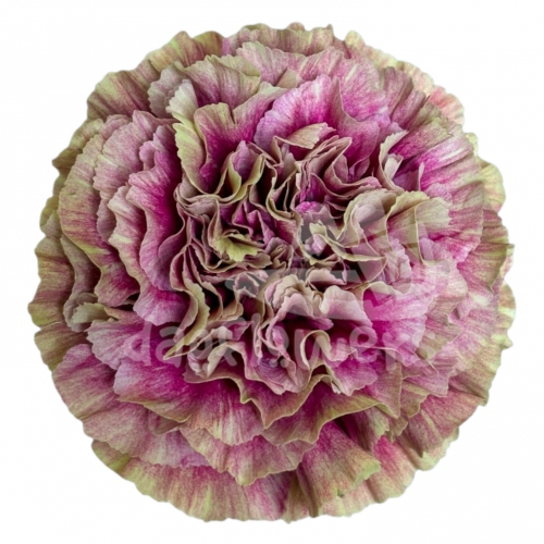 Merletto Deco