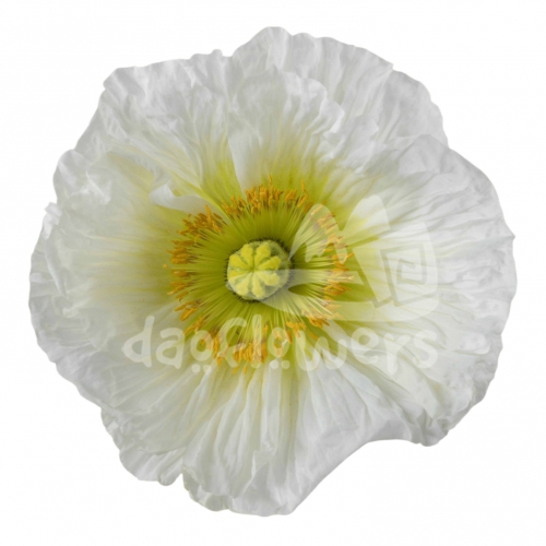 poppy bianco