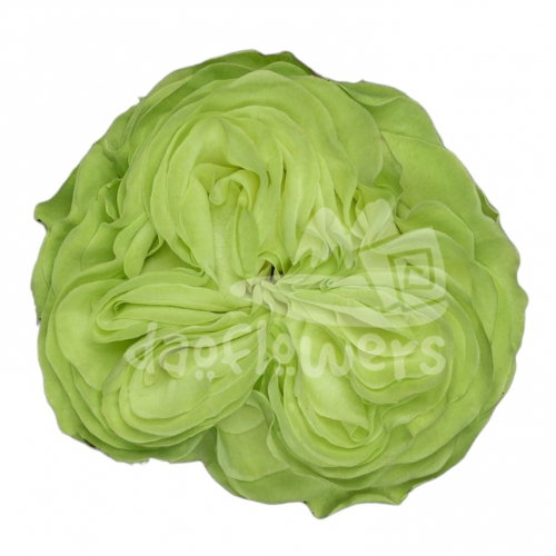 exotix mint
