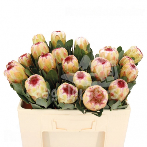 Grandicolor