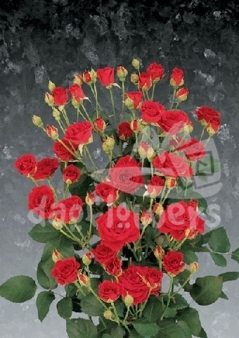 red angel*