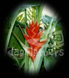 caribaea red