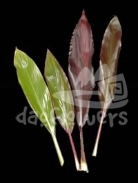 cordelyne leaves