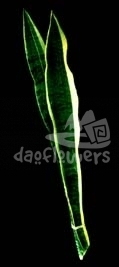 sanseveria, silver cobra