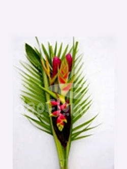 bq 60 caribe