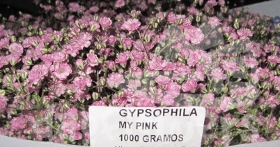 my pink