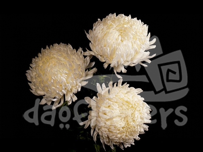 football white