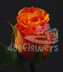 orange unique
