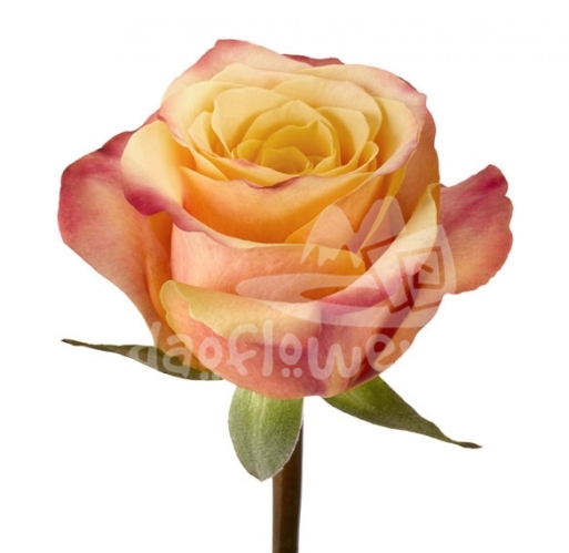 spicy merengue
