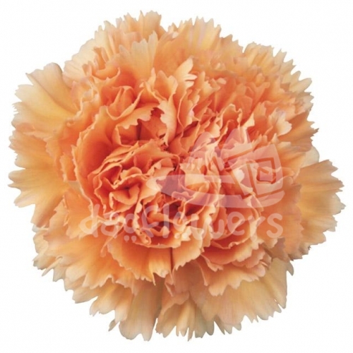 Peachy Mambo