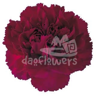 Purple Pacal