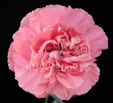 Pomarosa