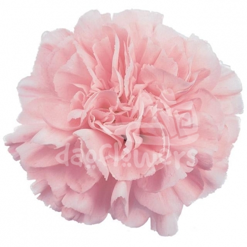 Pink Montezuma