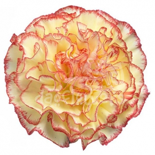 Yellow Viana