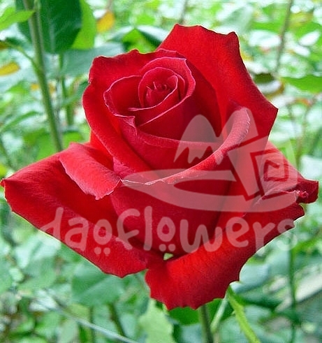rouge baiser