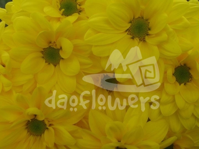 cosmic yellow