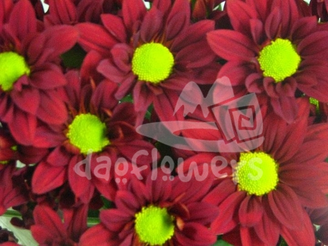daisy Rebasco
