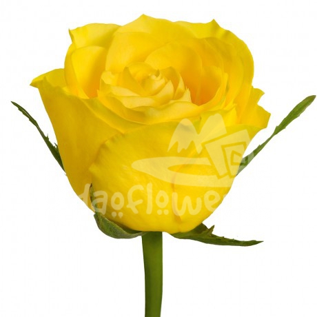 topsun
